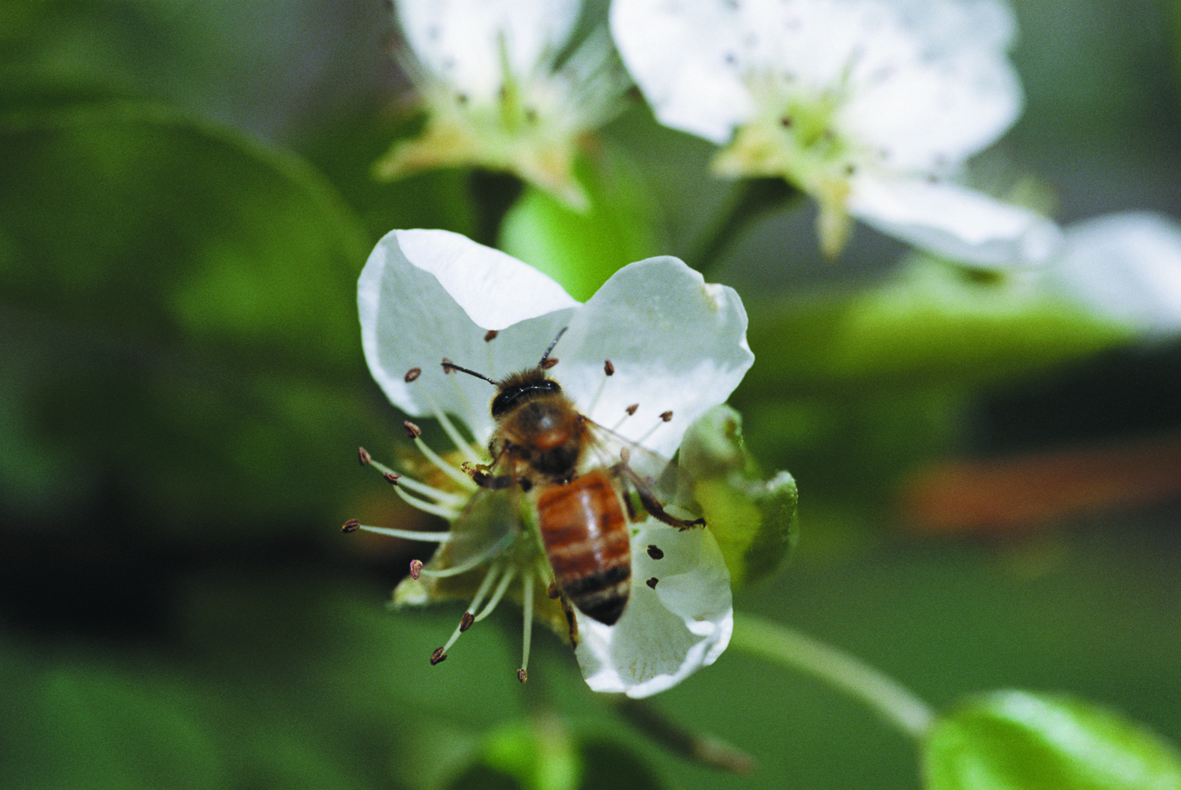 N Z Honey Bee