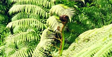 New Zealand ferns